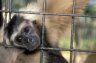 Pileated Gibbon (<em>Hylobates pileatus</em>), Trung Luong Restaurant, Mytho, Mekong Delta, VIETNAM